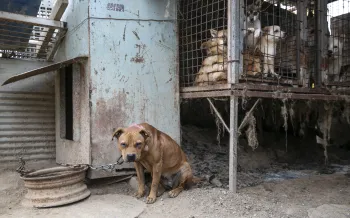 Dogs on a dog meat farm in South Korea.