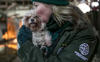 A dog being rescued from a dog meat farm in South Korea.