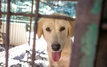 A large tan dog with its tongue hanging out looks through the bars of a cage
