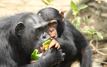 Chimps
