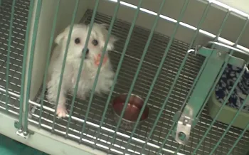 Maltese dog in cage at Petland store