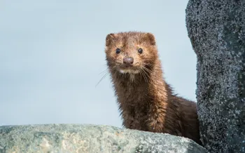 A mink peers out from behind a rock formation, its dark eyes wide and alert against a pale blue sky.