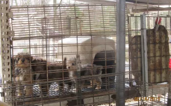 Three dogs in a rusty metal cage, with a white doghouse in the background. The cage is outside, with trees and cloudy sky visible through the bars. 