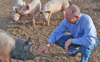 A man in a blue shirt and jeans crouches down to interact with a group of pigs on a dirt ground.