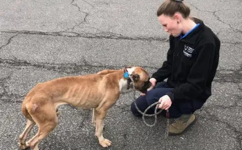 A woman in a black jacket holding a brown leash kneels down to comfort an emaciated dog on a cracked asphalt surface