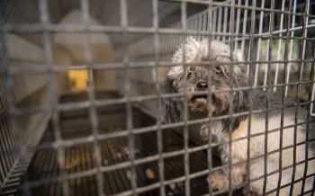 Puppy mill rescue pup