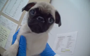 A small beige and black pug puppy being held by someone wearing blue gloves. The puppy has large, expressive eyes and a wrinkled face.