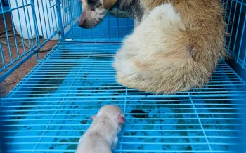 A newborn puppy, barely able to stand, is seen in a blue cage, looking towards with its mother who is curled up and resting.