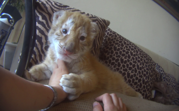 Tiger cub