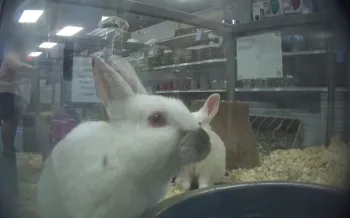 White rabbit on display at a Petland store in Fairfax, Virginia seen during an investigation.