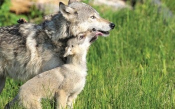 A wolf pup licks the mouth of an adult wolf