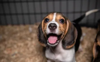 A happy beagle puppy looks at the camera