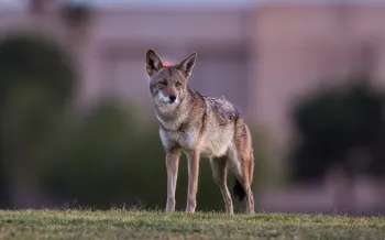Coyote in the neighborhood