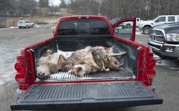 Bodies of coyotes piled in the back of a truck after a killing contest