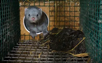 A mink in a wire cage on a fur farm, documented in an effort to expose the cruelty of the fur trade.