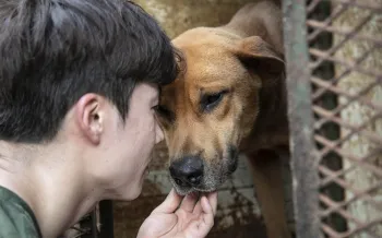 A HSI responder greets a dog at a meat farm rescue