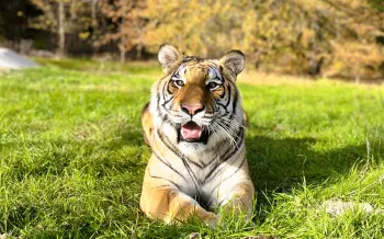 Tiger laying down in the grass in an open field