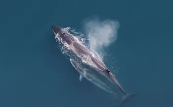 A fin whale mom with swimming with their calf