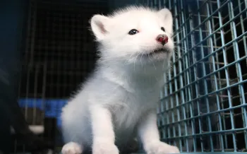 A young fox at a fur farm stares out from their cage