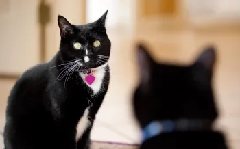 A black and white cat with green eyes and a pink heart-shaped tag on their collar sits looking forward. Another cat is blurred in the foreground.