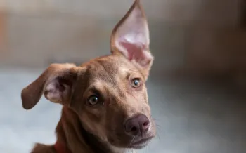A close-up shot captures a brown dog with one ear perked up and the other flopped down, its gaze fixed intently forward with a curious expression.