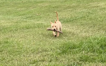 A playful light brown puppy with perky ears runs across a grassy field, proudly carrying a thick stick in its mouth