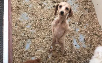 A sad-looking puppy at a puppy mill in Iowa.