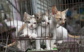 Kittens in a cage at a slaughterhouse