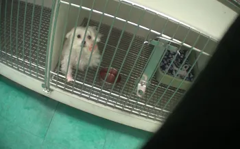 A small, fluffy white dog sits in a cage, looking out through the bars. A red food bowl and a blue and white blanket are visible inside the cage.
