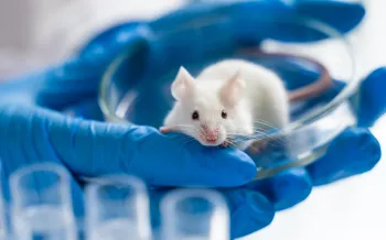 Mouse held in a petri dish