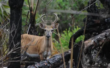 A young deer with velvet antlers stands alert in a forest recovering from a fire, with charred trees and new green growth surrounding it.