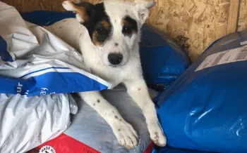 A small puppy with black and brown markings around its eyes and ears rests among large blue and white bags