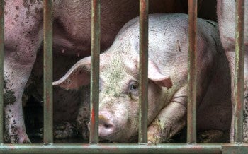 Mother pigs in gestation crates