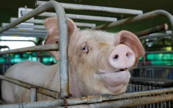 The face of a pink pig peering through the bars of its enclosure. The pig has light pink skin, floppy ears, and a prominent snout with dark nostrils.