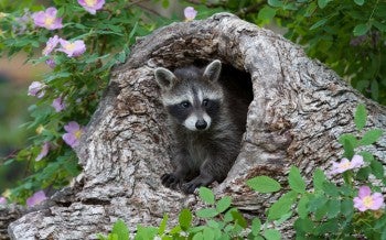 healthy raccoon peeps out from a log