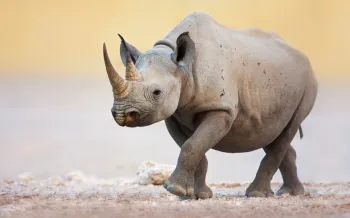 A rhino in the wild, illustrating the need for anti-poaching measures and Humane World for Animal's conservation efforts.