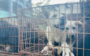 Dogs rescued from the dog meat trade in China.