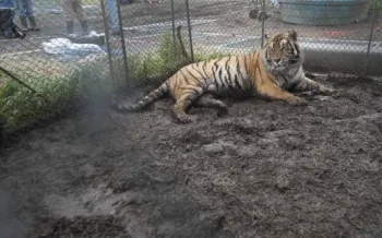 Tiger confined in a zoo enclosure, highlighting the issues of wild animals kept in captivity for entertainment.