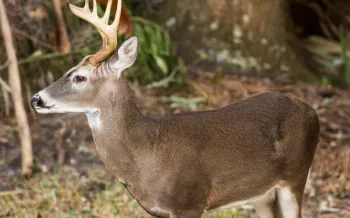 A buck with large antlers stands alert in a wooded area, its brown fur blending in with its surroundings
