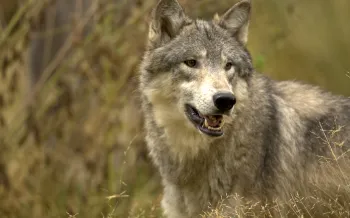 A wolf with gray and black fur in a field, its mouth slightly open to reveal its teeth