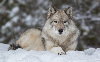Wolf in the snow