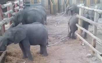 Baby elephants in Zimbabwe being captured to be sent to zoos.