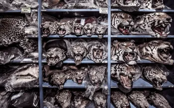 Shelves of big cat heads