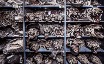 Shelves of big cat heads