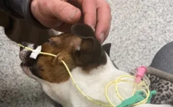 A sick Petland dog with an iv