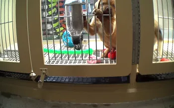 A puppy standing in a wire cage at a pet store
