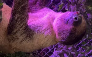 Two sloths fighting in the presence of customers who purchased an encounter with sloths. One sloth suffered from a wound under his chin.