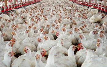 Hundreds of chickens packed together at a broiler farm
