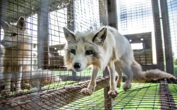 A fox stands in a cramped wire cage at a fur farm