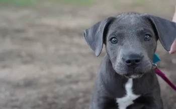 A young grey pitbull stares into the camera